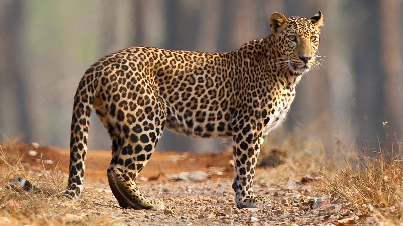 KANHA NATIONAL PARK