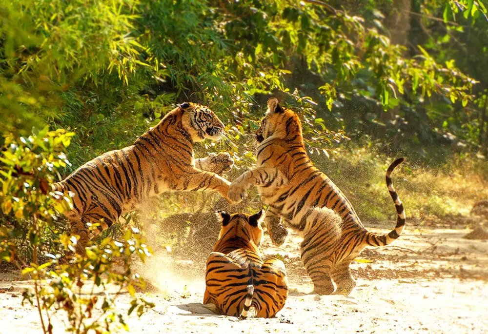 BANDHABGARH National Park