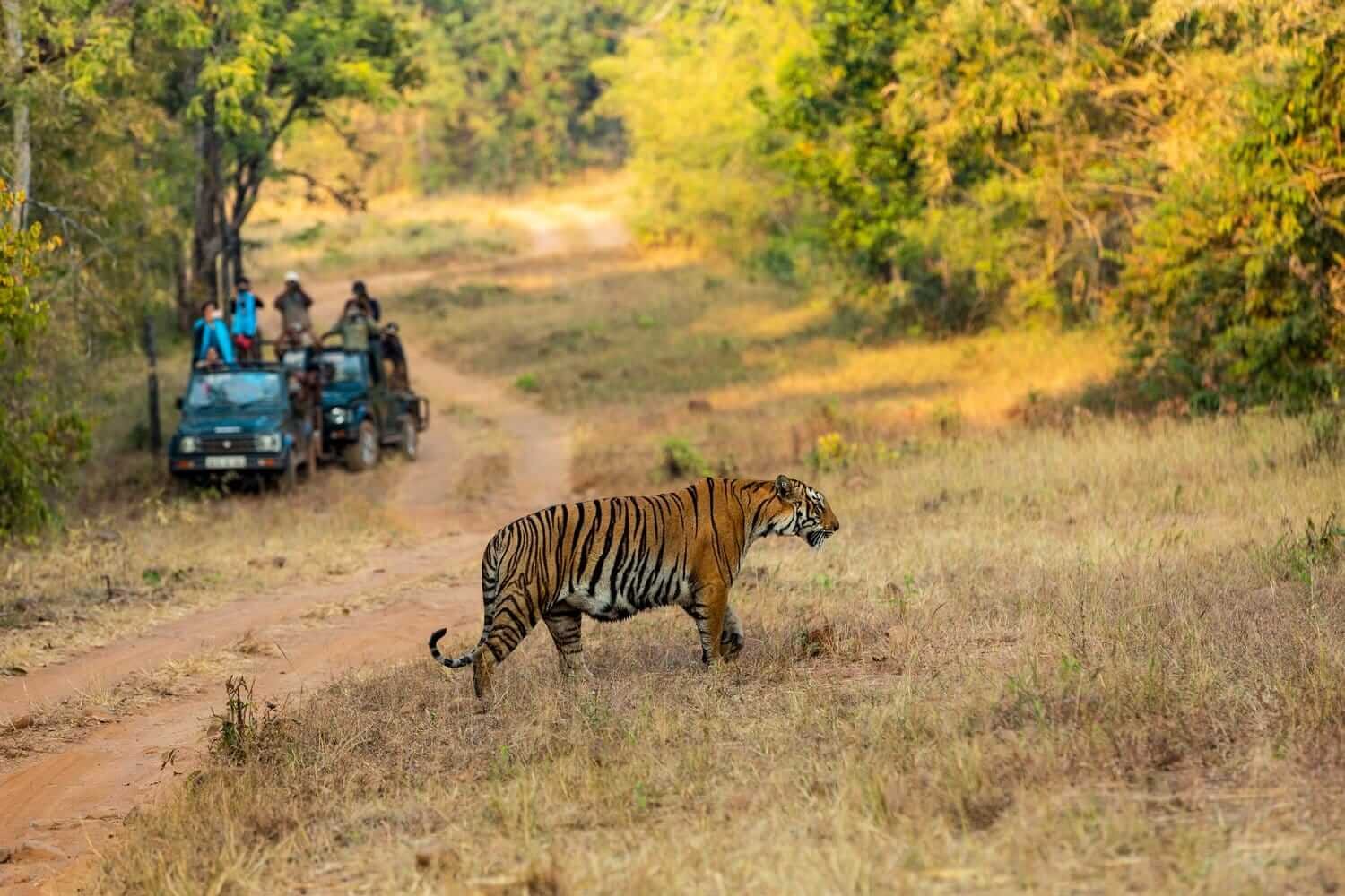 TADOBA Tiger Reserve