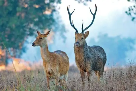 KANHA NATIONAL PARK