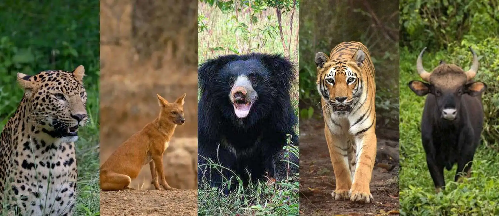 TADOBA Tiger Reserve